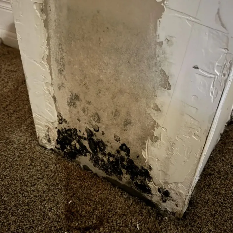 Professional Mold Removal in Langston, OK